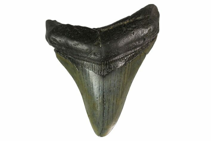 Fossil Megalodon Tooth - South Carolina #130846